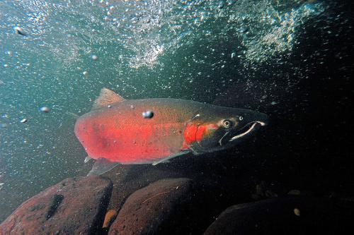 Coho migrating to spawn, Cedar Creek to Sandy Hatchery