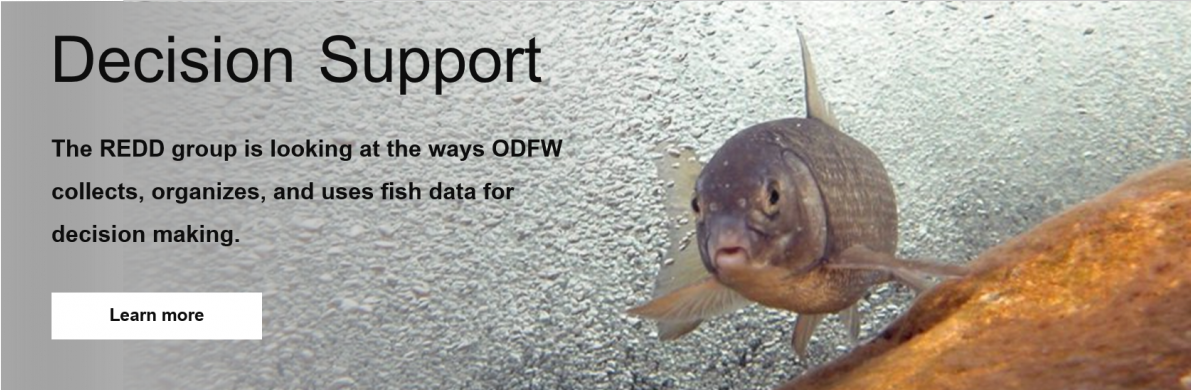 Decision Support: The REDD group is looking at the ways ODFW collects, organizes, and uses fish data for decision making. Click to learn more.