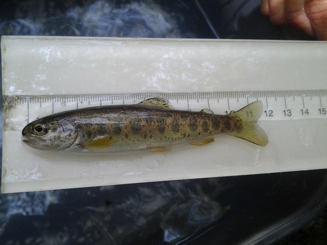 Genetic Risk Intro - photo of a small fish being measured