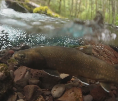 fish in shallow water