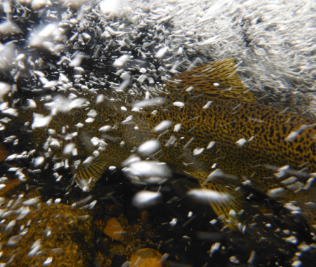 fish underwater partially obscured by bubbles