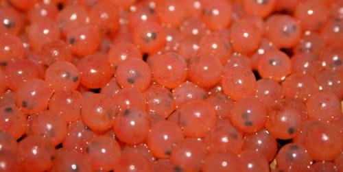 fish eggs