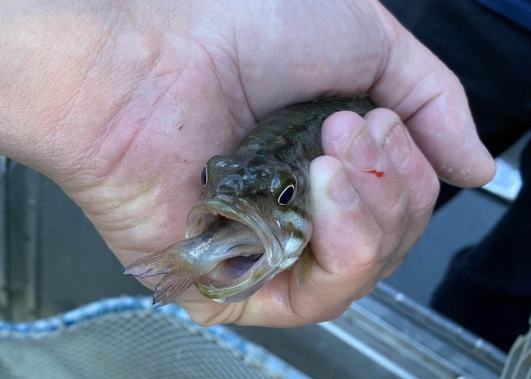 Smallmouth Bass eating a Fall Chinook Salmon