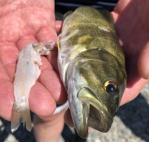 A smallmouth bass and a partially digested Chinook salmon smolt